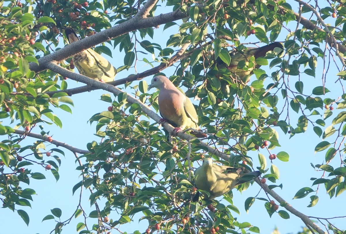 Pink-necked Green-Pigeon - ML498810881