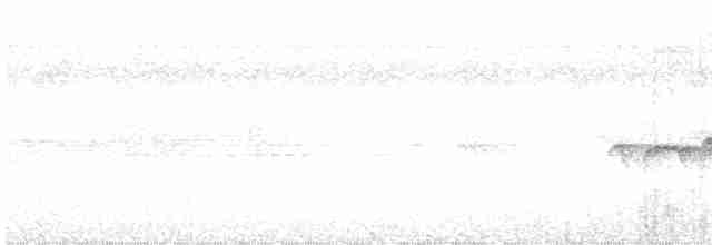 Weißband-Ameisenvogel - ML498819611