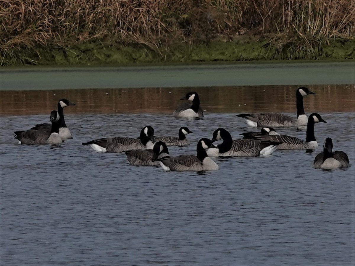 eBird Checklist - 29 Oct 2022 - Emo Sewage Lagoons - 16 species