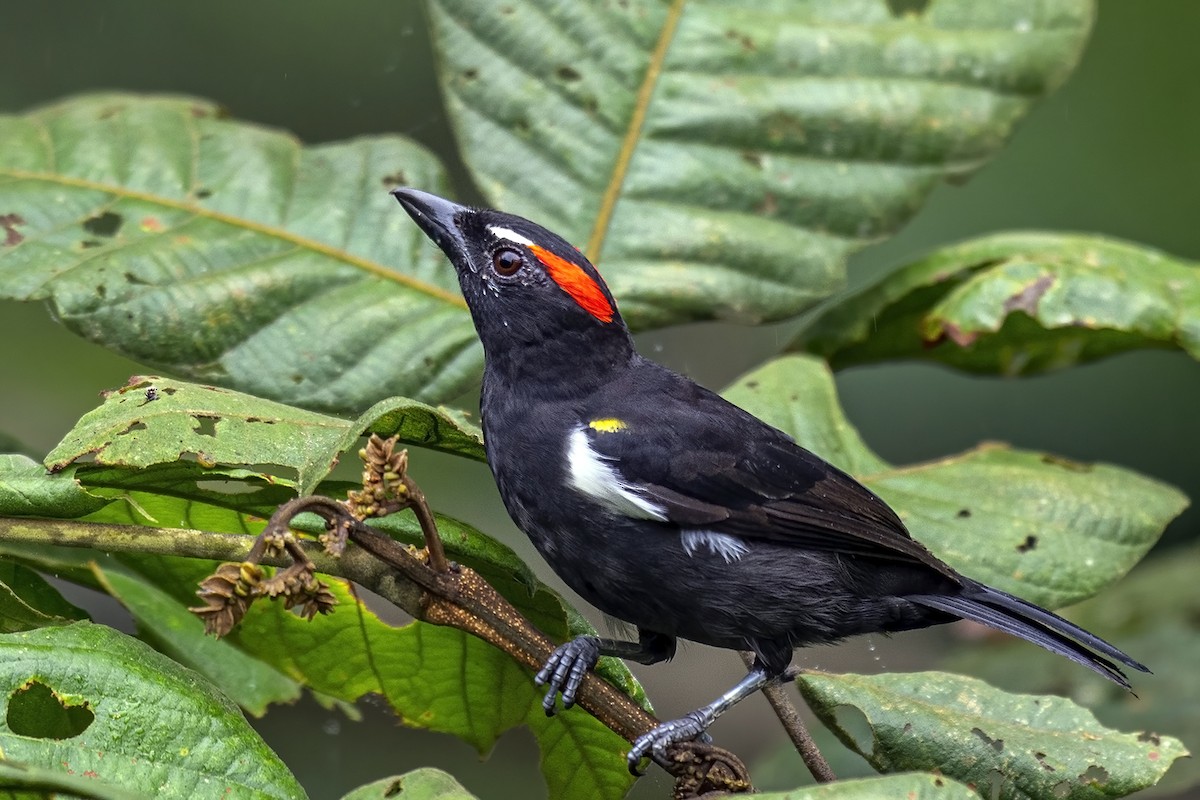 Scarlet-browed Tanager - ML498822061