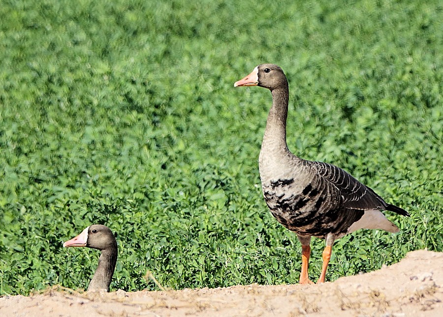 Greater White-fronted Goose - ML498826461