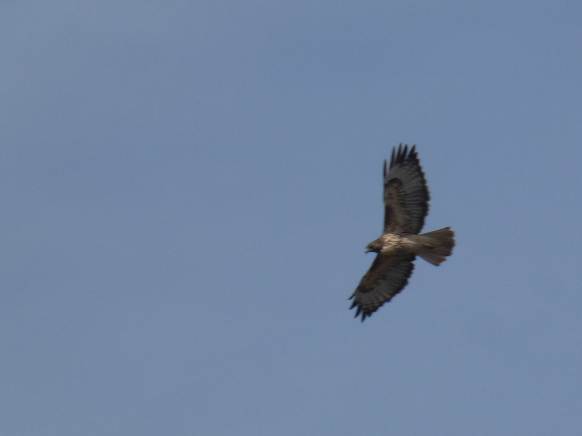 Red-tailed Hawk - ML498833181