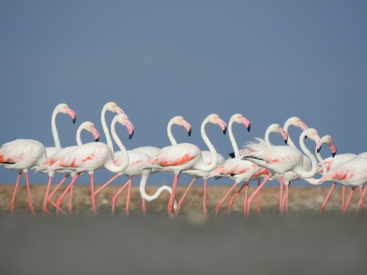 Greater Flamingo - ML49883421