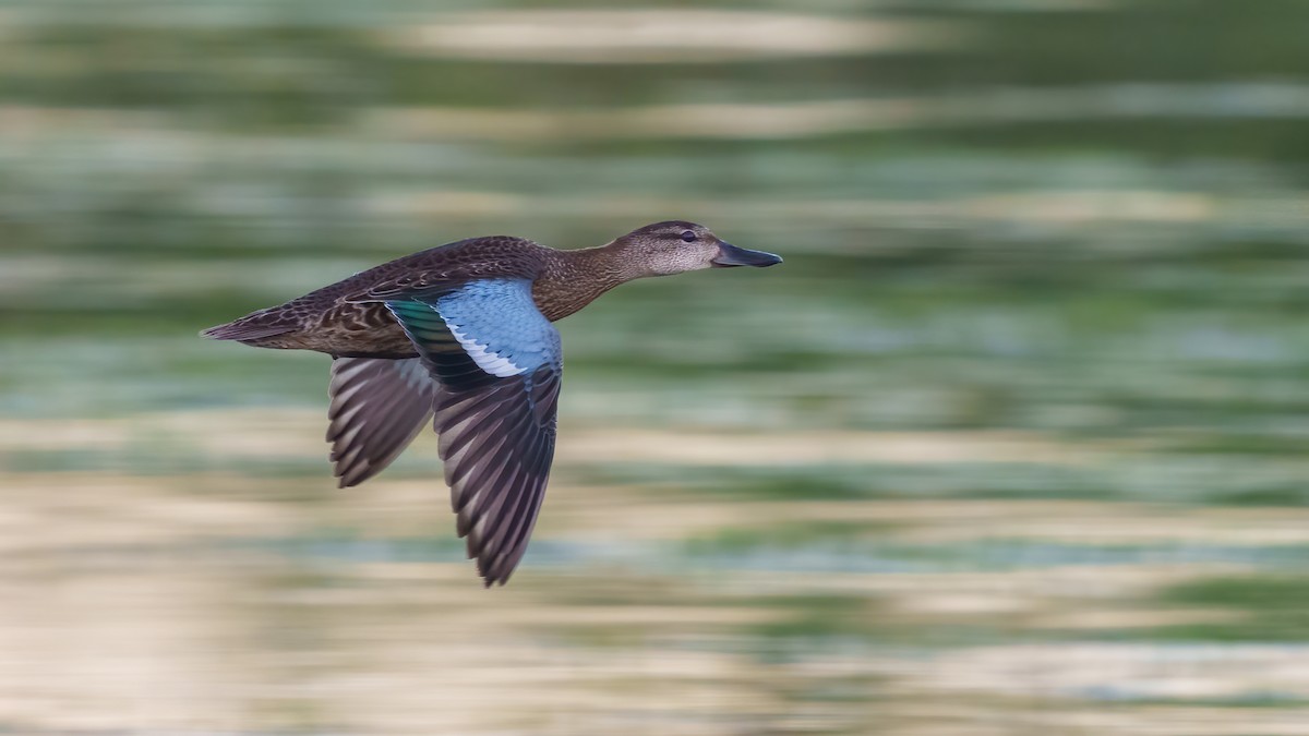 Blue-winged Teal - ML498837381