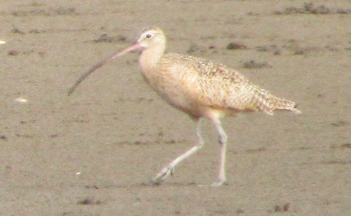 Long-billed Curlew - ML498838081