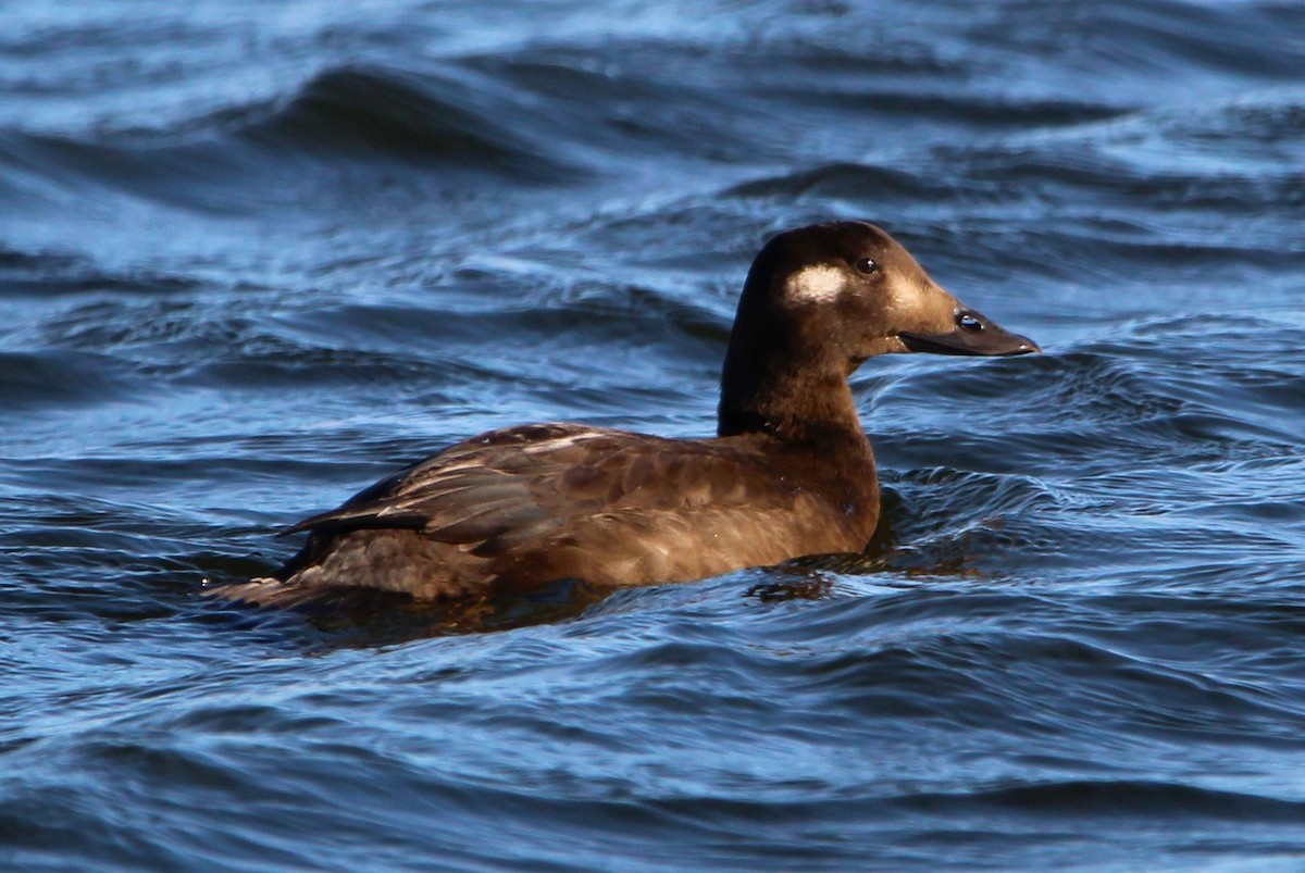 White-winged Scoter - Shawn Morneault