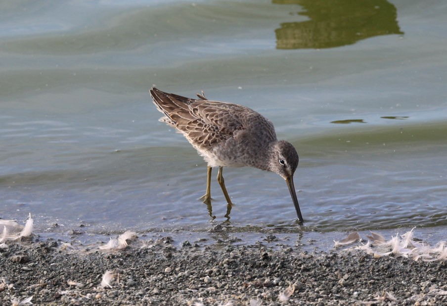 Long-billed Dowitcher - ML498840201