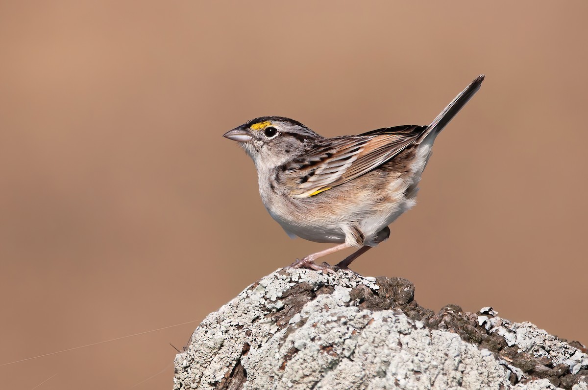 Grassland Sparrow - ML498847381