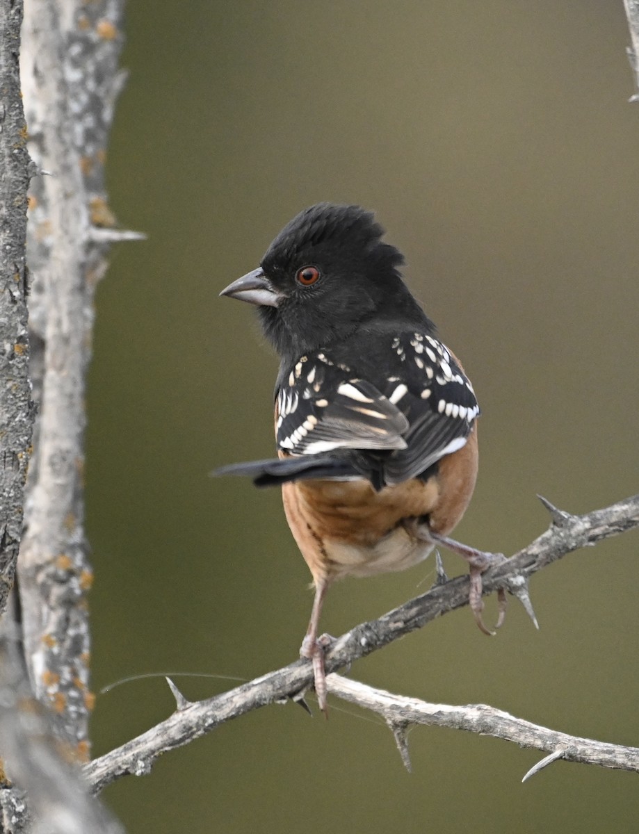 Spotted Towhee - ML498854671