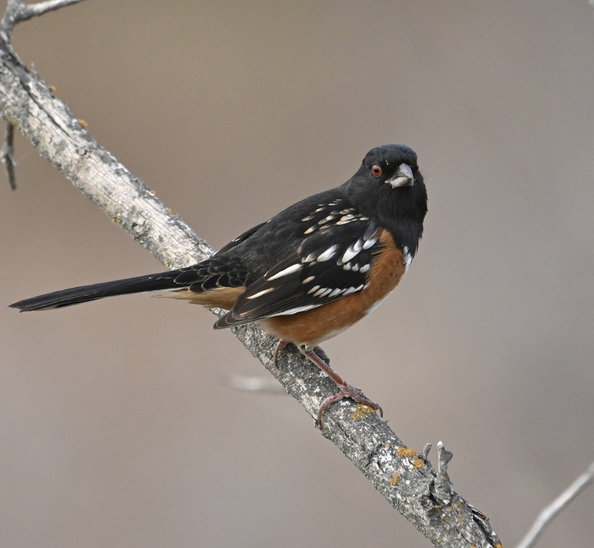 Spotted Towhee - ML498854681