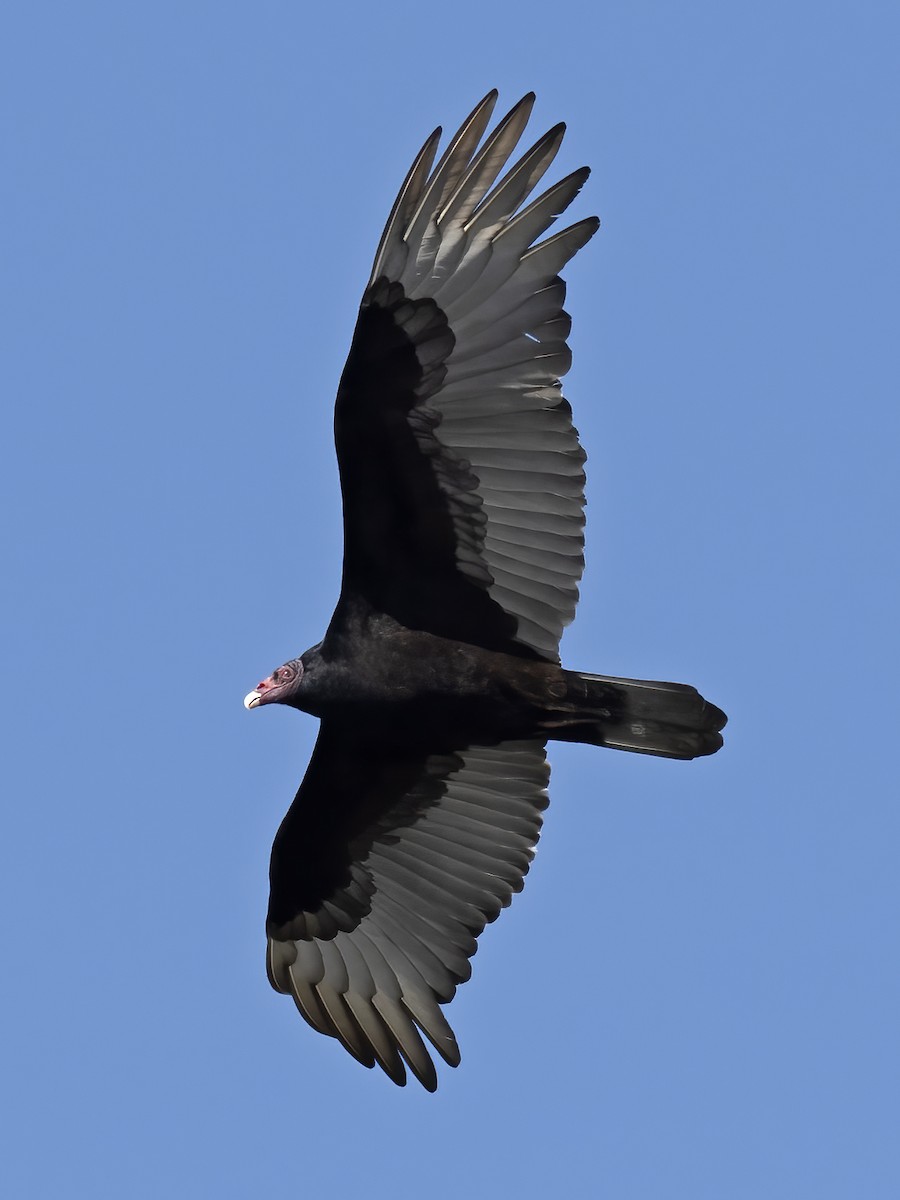 Turkey Vulture - Robert Hamilton