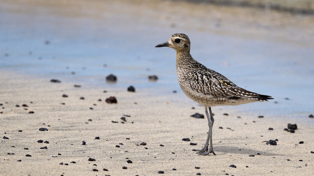 Pacific Golden-Plover - Mathurin Malby