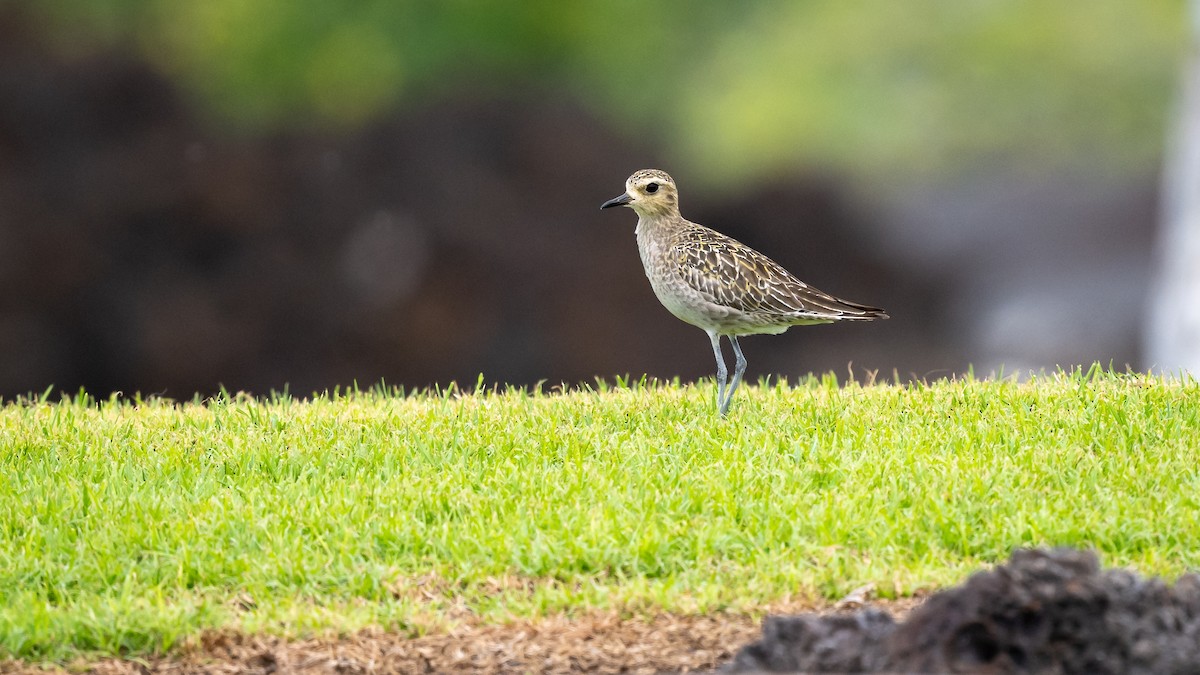 Pacific Golden-Plover - Mathurin Malby