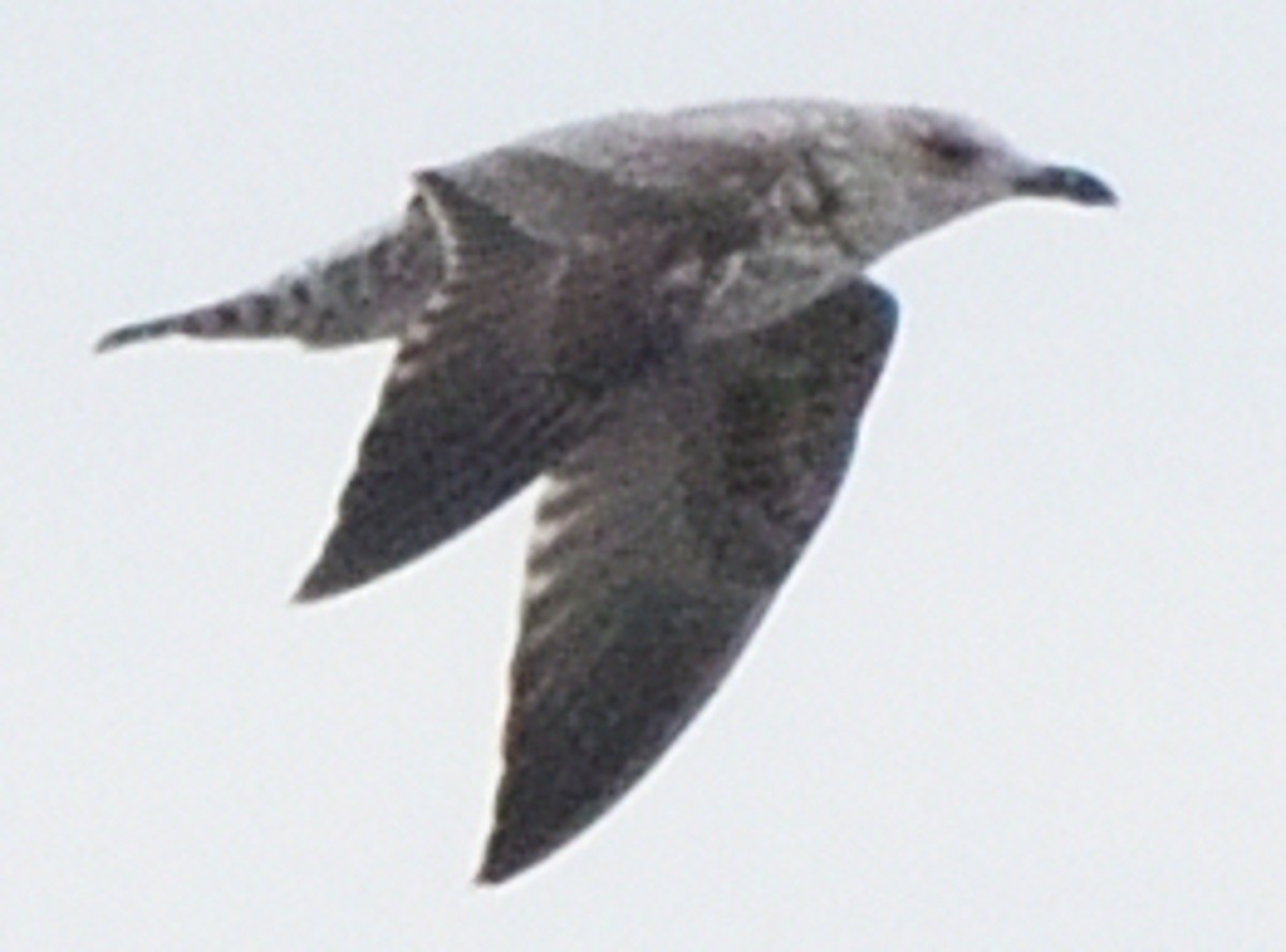 Lesser Black-backed Gull - Paul Conover