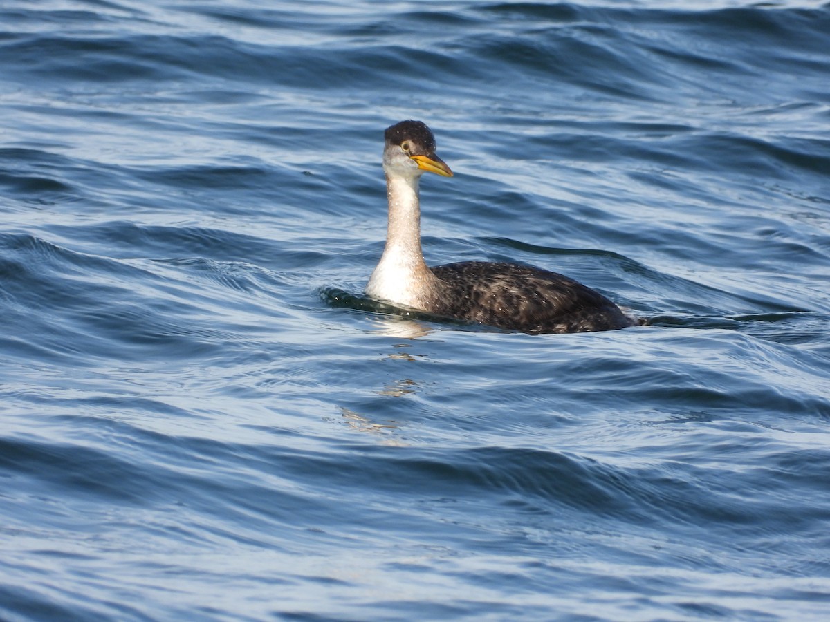 Red-necked Grebe - ML498861511