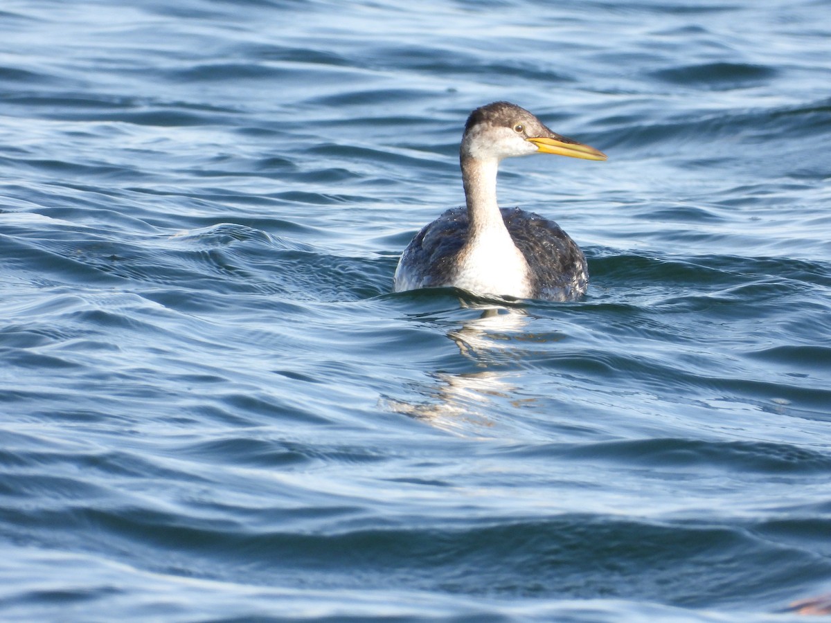 Red-necked Grebe - ML498862241