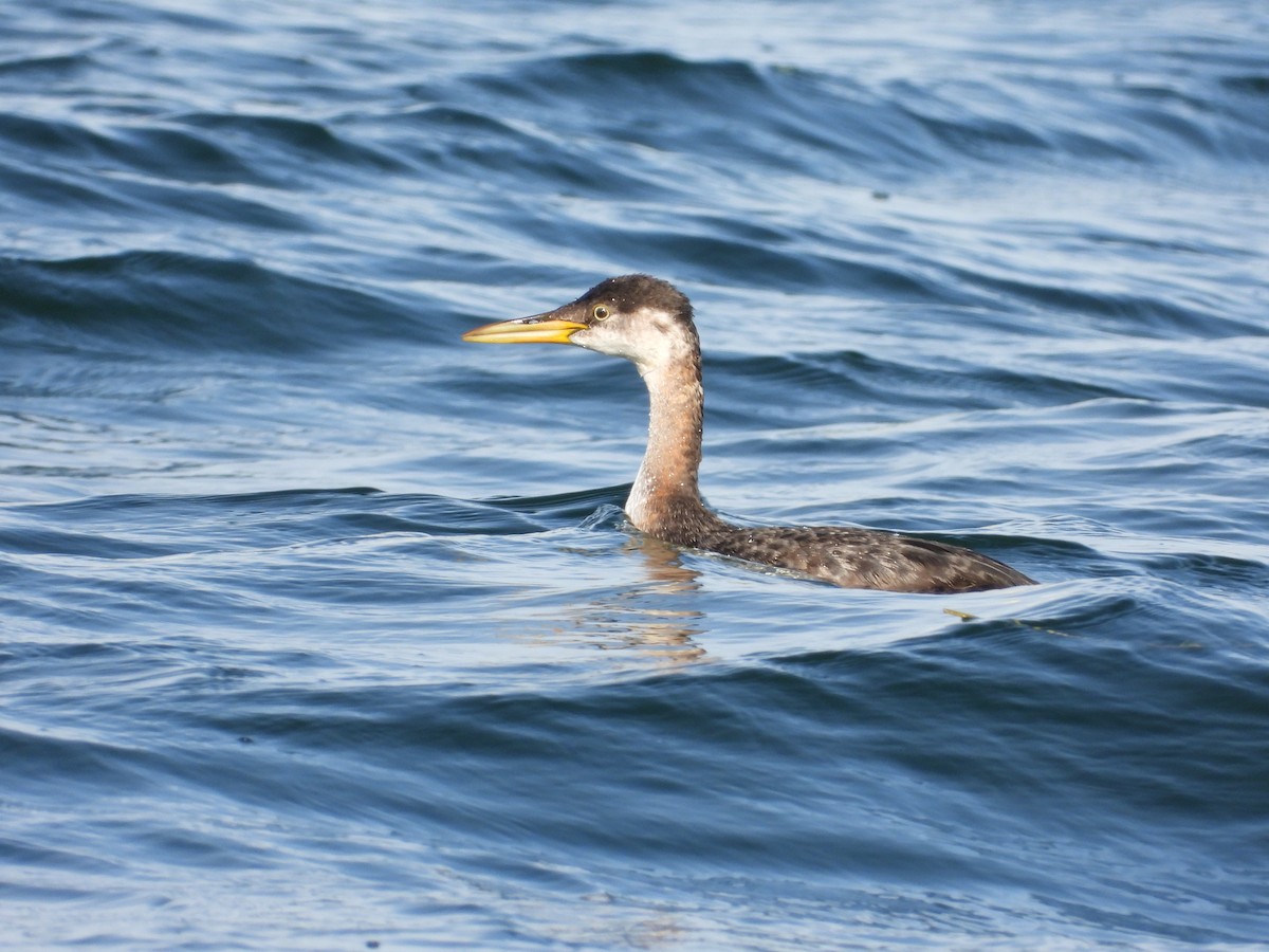 Red-necked Grebe - ML498862251