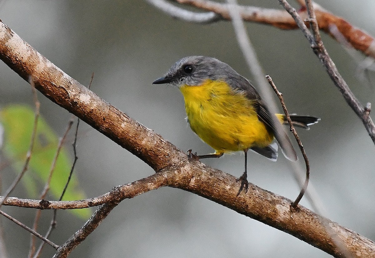 Eastern Yellow Robin - Terence Alexander