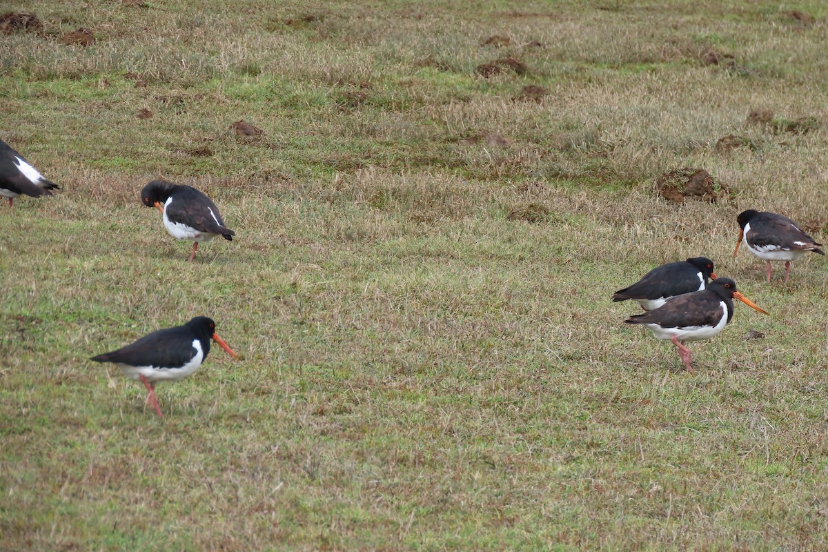 South Island Oystercatcher - Jim Moore
