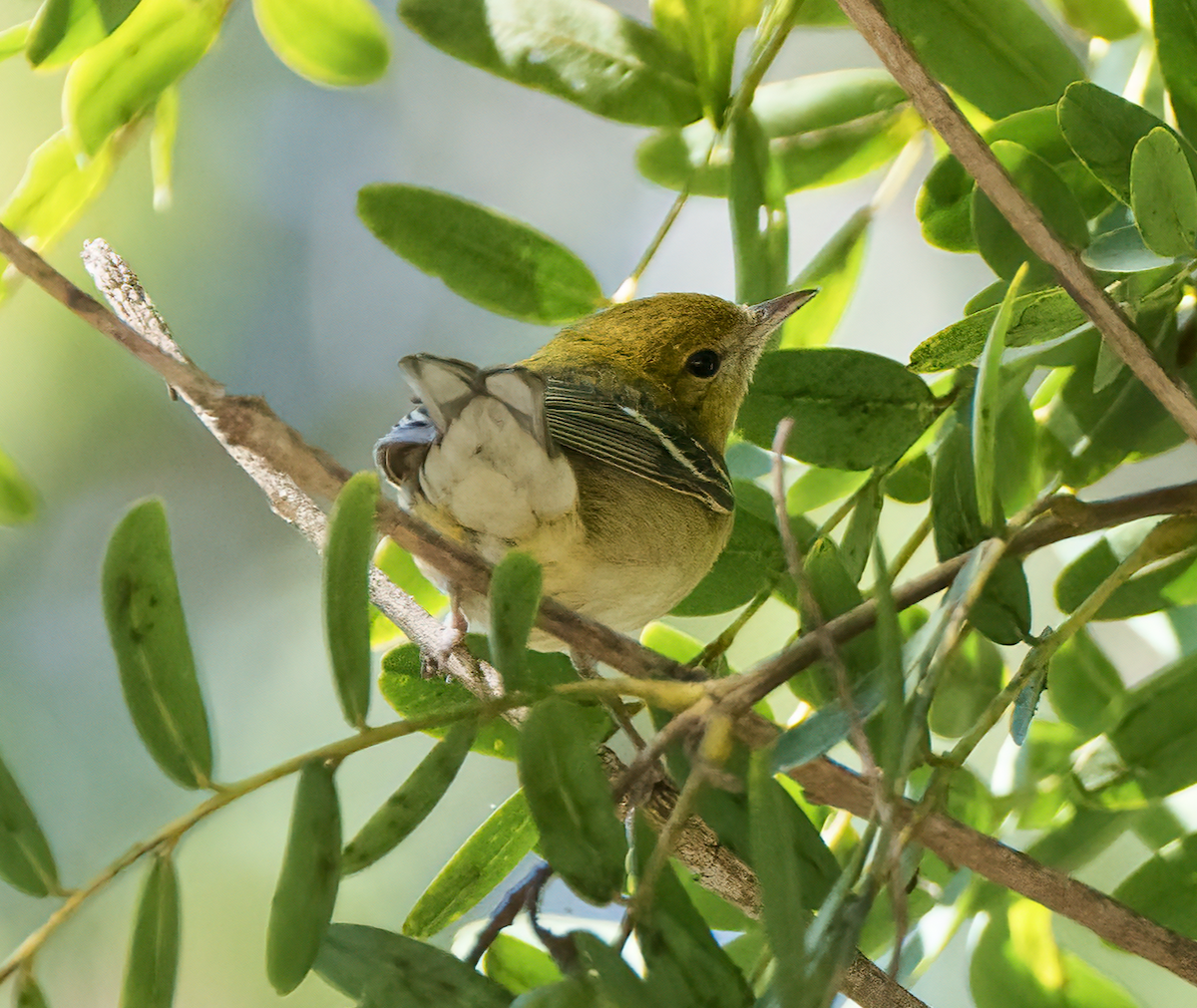 Bay-breasted Warbler - ML498880141