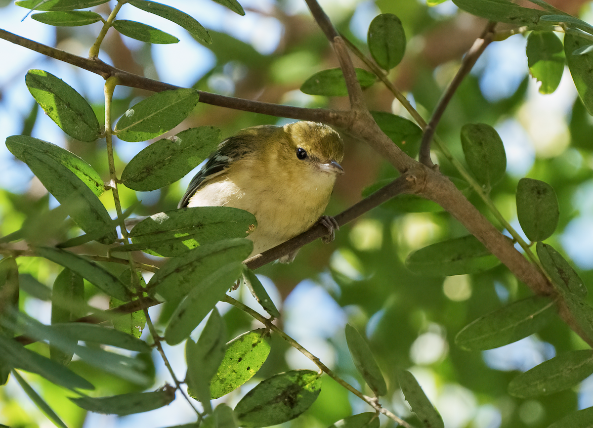 Bay-breasted Warbler - ML498880191