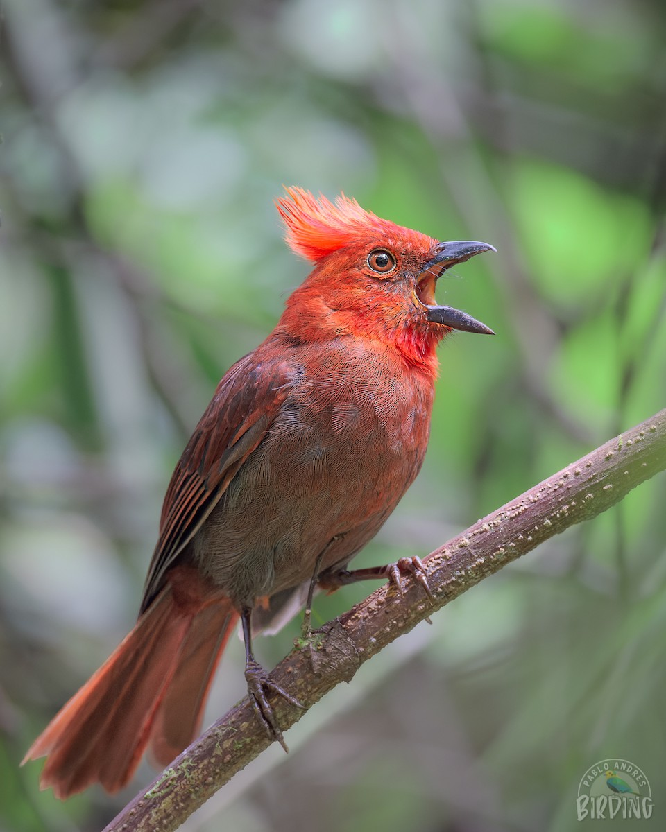 Crested Ant-Tanager - ML498880441