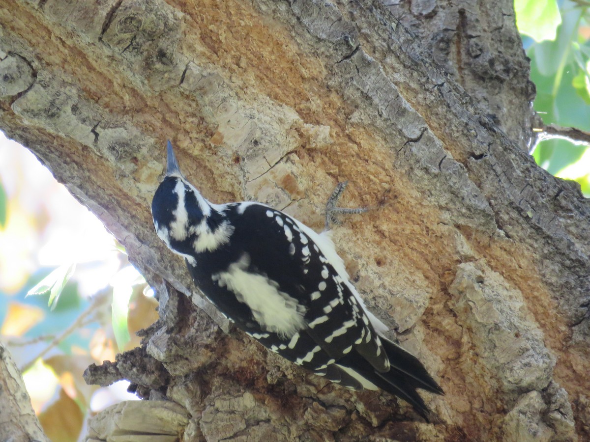 Hairy Woodpecker (Eastern) - ML498880971