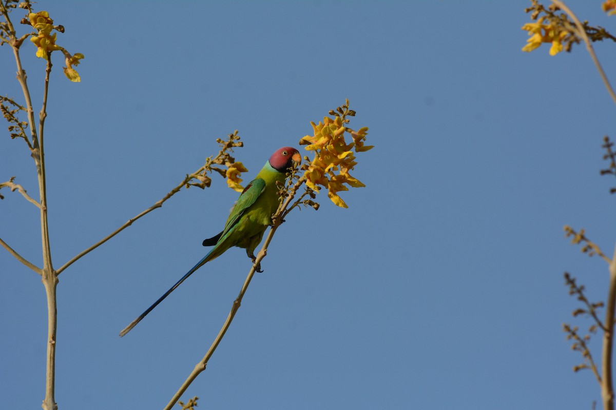 Plum-headed Parakeet - Pankaj Maheria