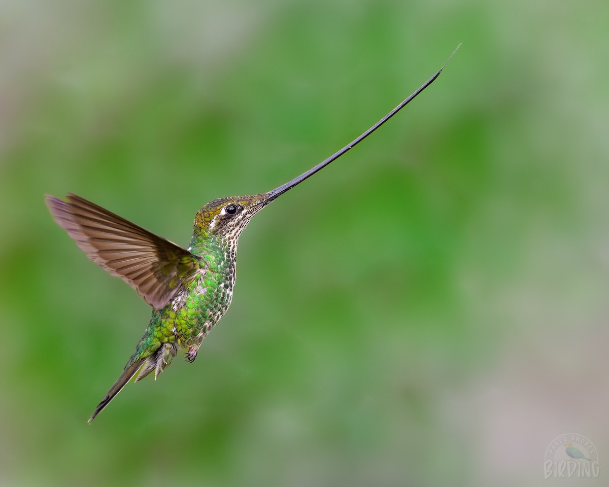 Sword-billed Hummingbird - ML498882811