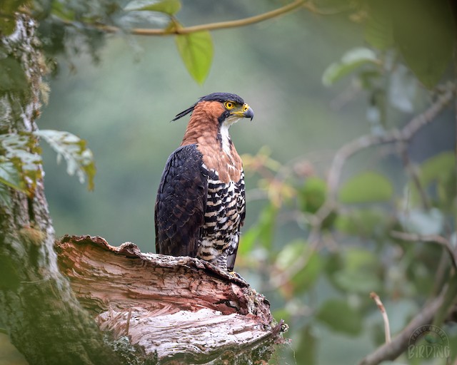 Águila Elegante - eBird Colombia