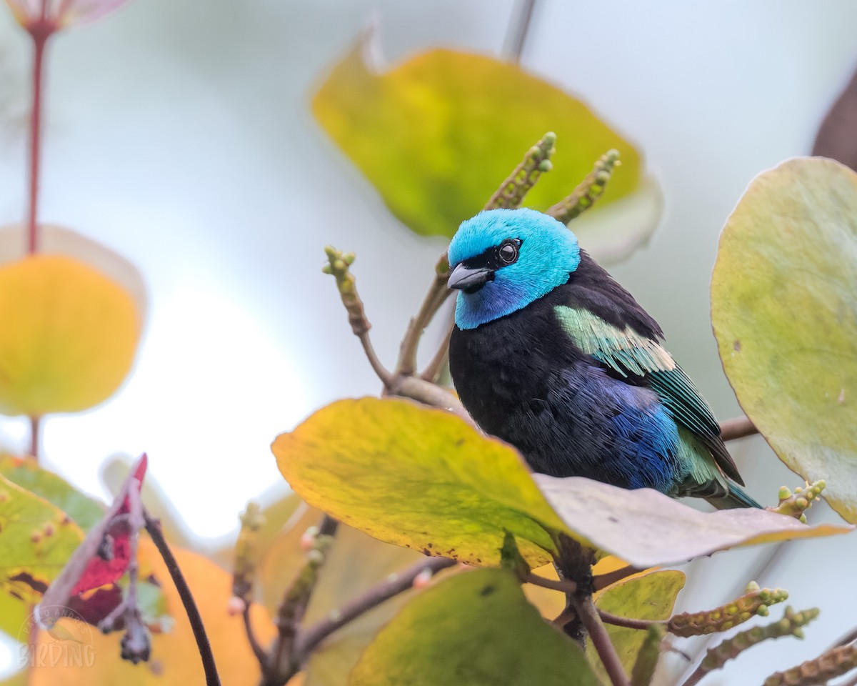 Blue-necked Tanager - ML498883761