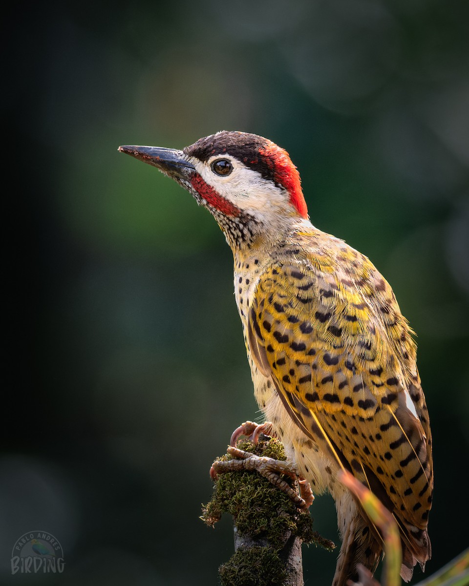 Spot-breasted Woodpecker - ML498884421
