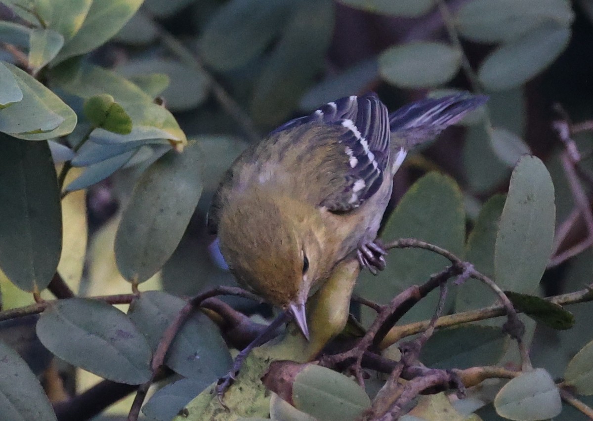 Bay-breasted Warbler - ML498887511