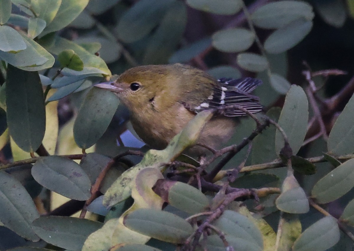 Bay-breasted Warbler - ML498887521