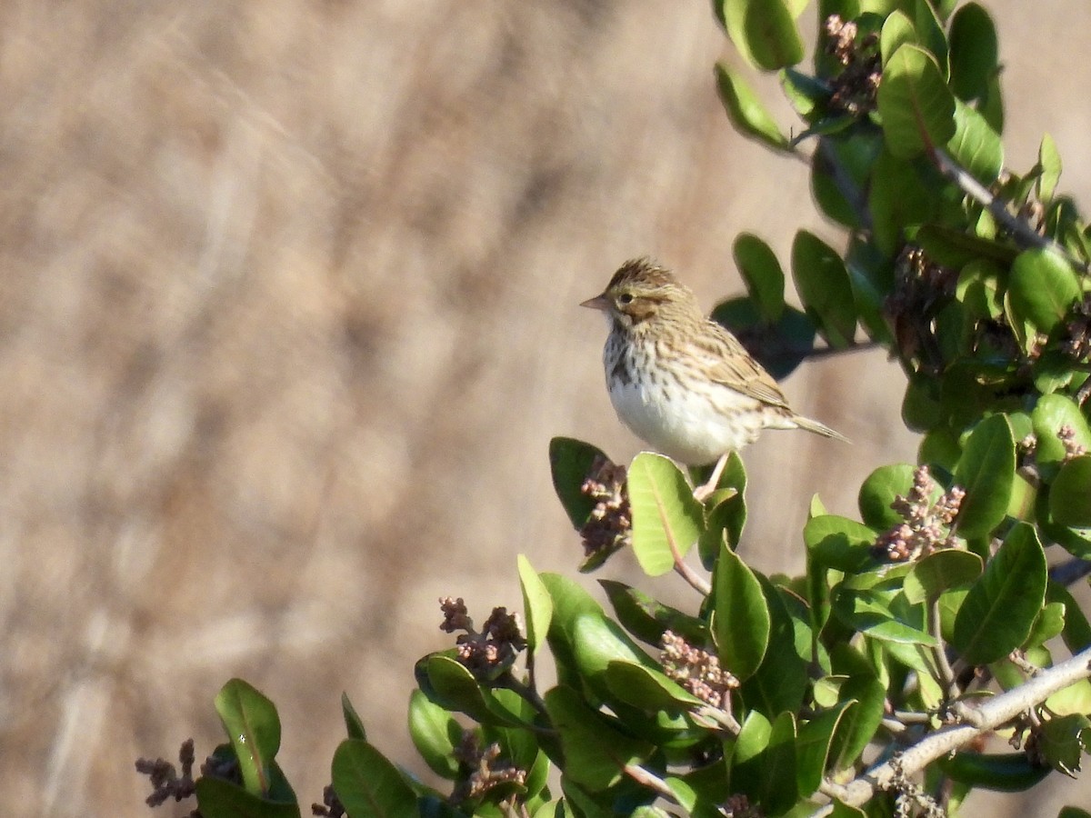 Savannah Sparrow - ML498891471