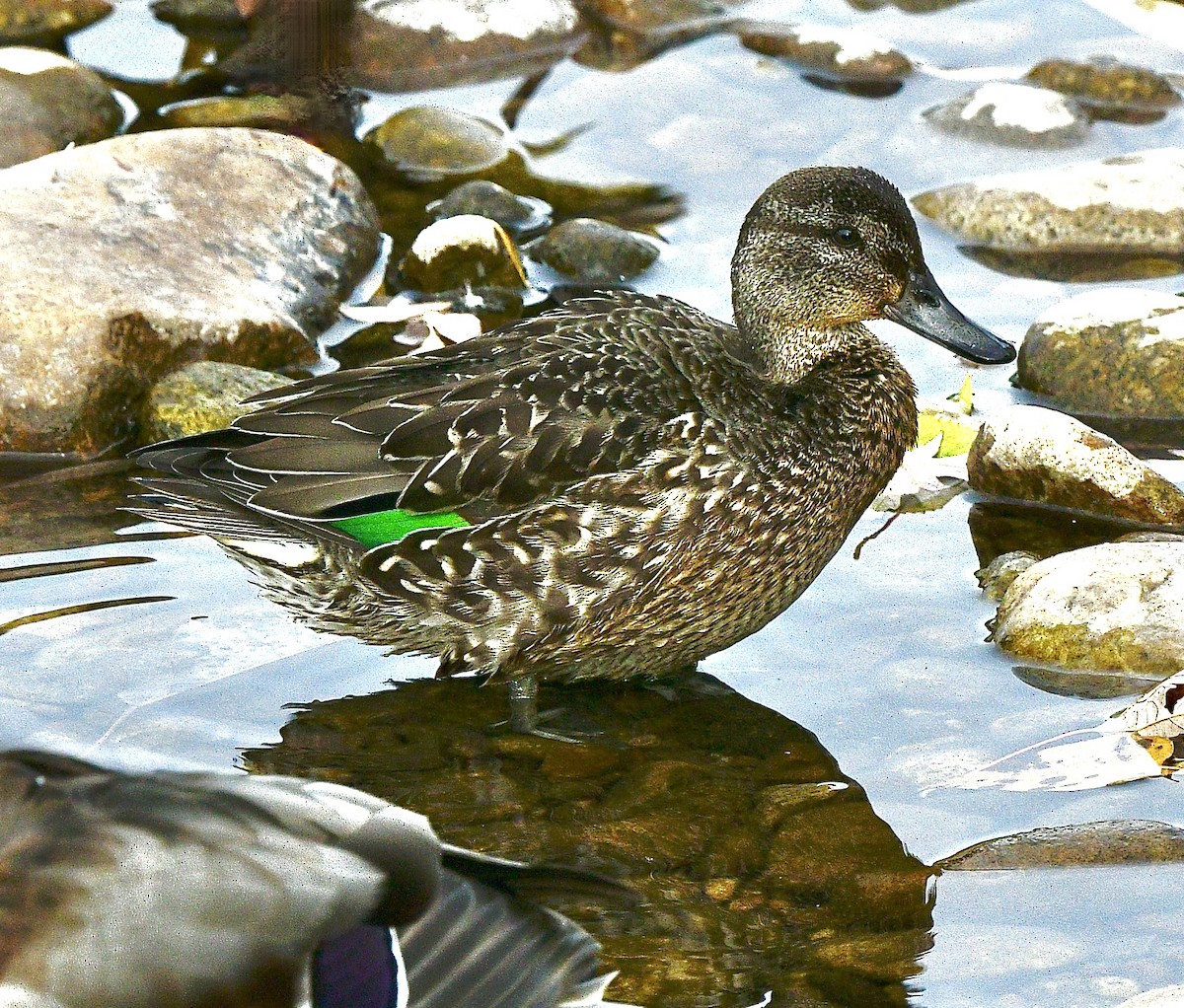Green-winged Teal - ML498897521