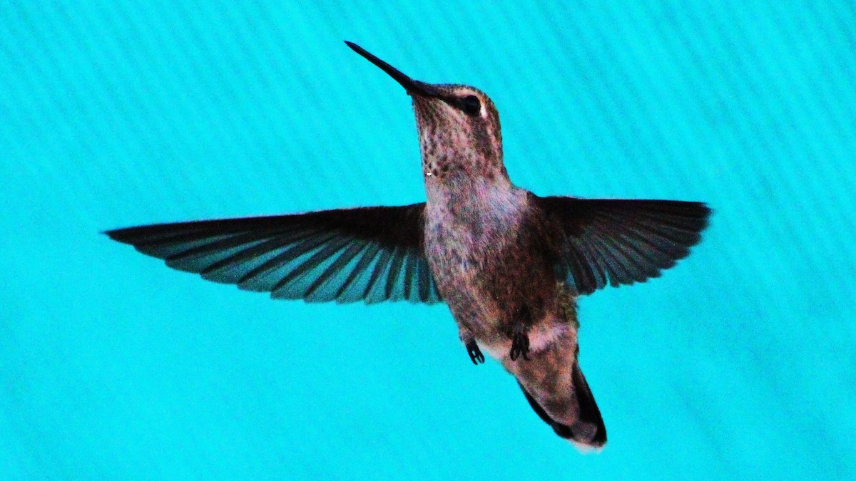 Anna's Hummingbird - ML498902001