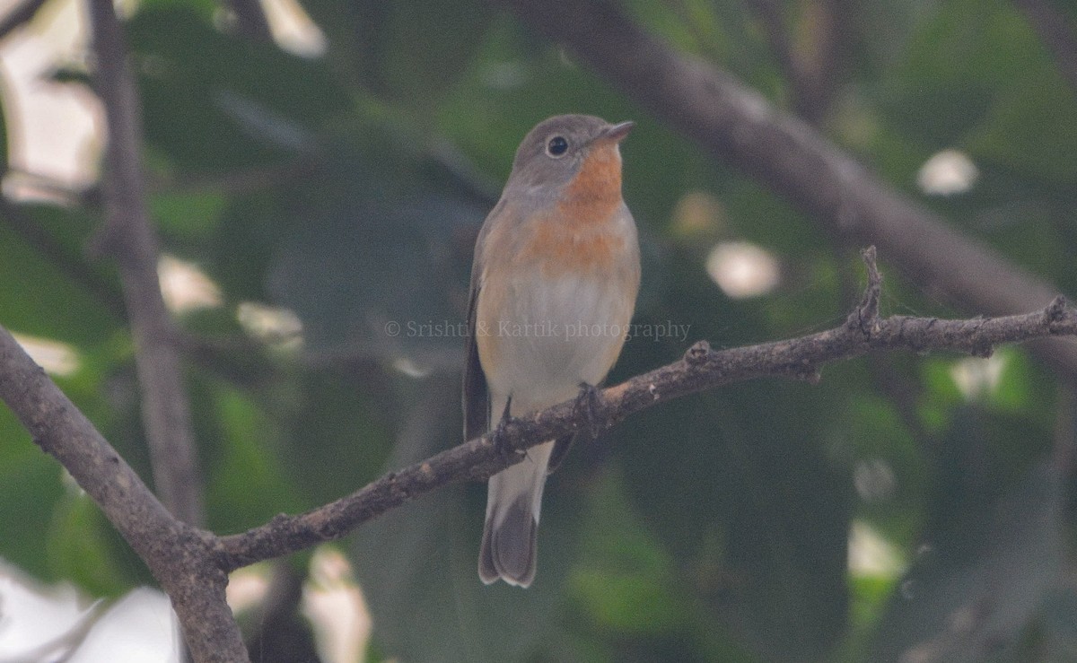 Red-breasted Flycatcher - ML498903191