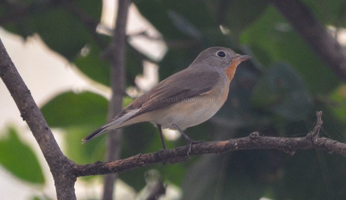 Red-breasted Flycatcher - ML498903221