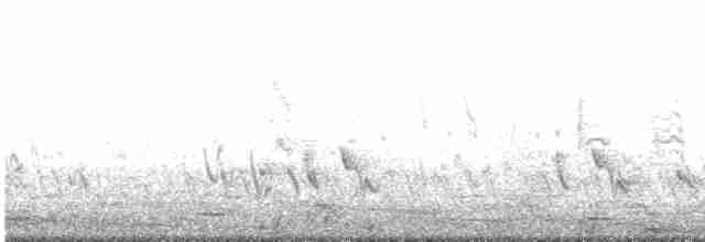 Australasian Grebe - ML498904401