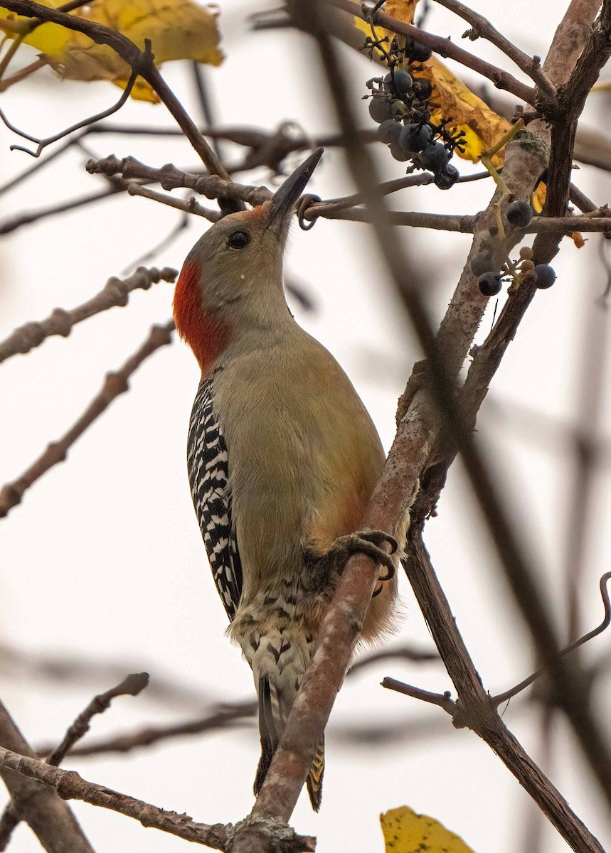 Red-bellied Woodpecker - ML498909001