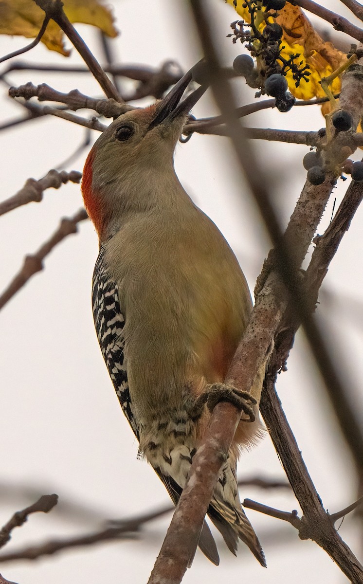 Red-bellied Woodpecker - ML498909011