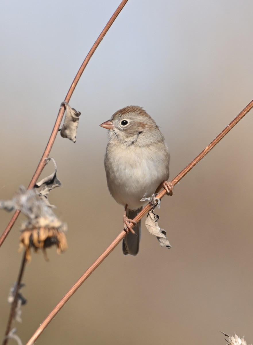 Field Sparrow - ML498909391