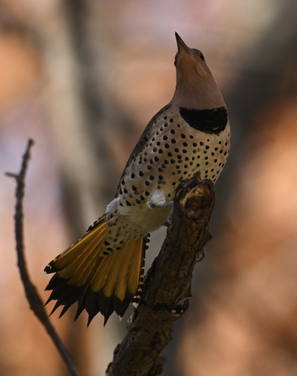 Northern Flicker (Yellow-shafted) - ML498909701