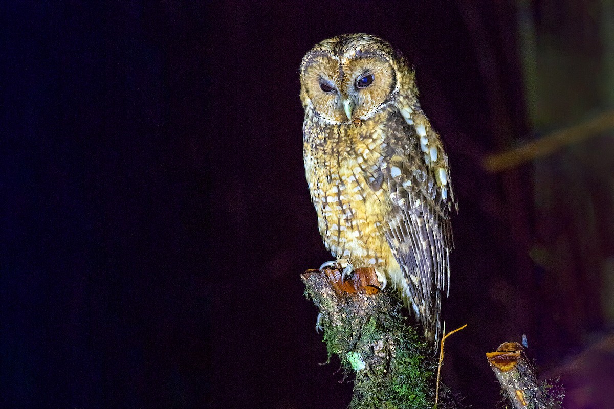 Himalayan Owl - ML498918921