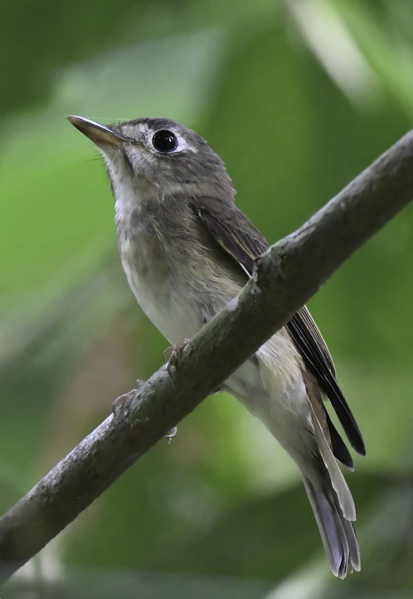 Brown-breasted Flycatcher - ML498921541