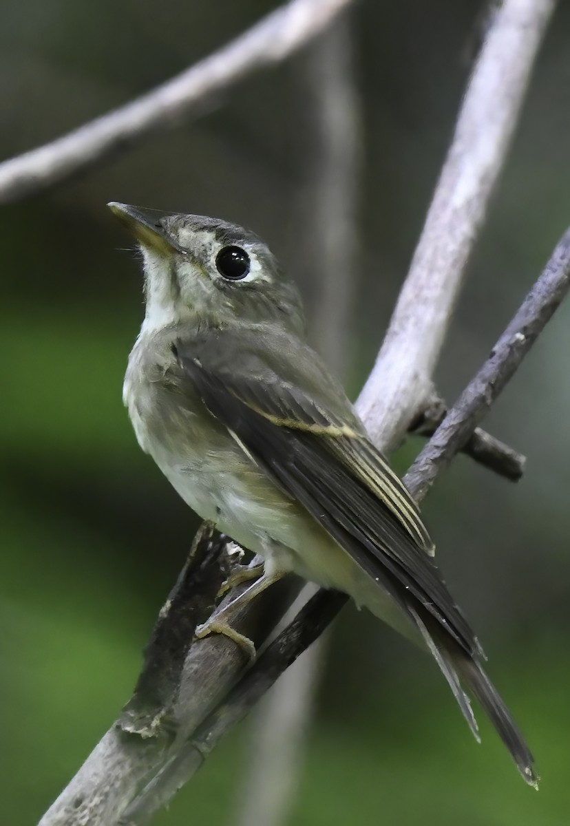 Brown-breasted Flycatcher - ML498921551