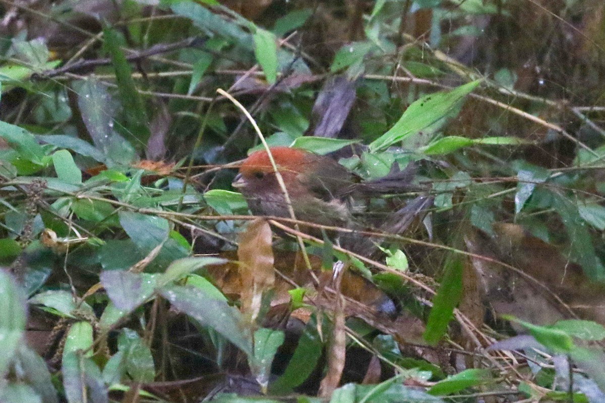 Brown-winged Parrotbill - ML498924671