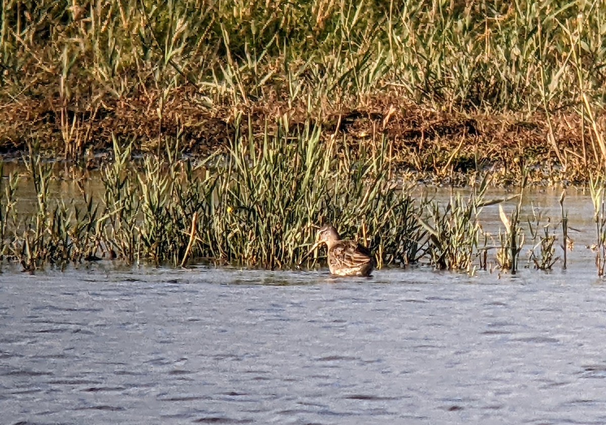Long-billed Dowitcher - ML498928571