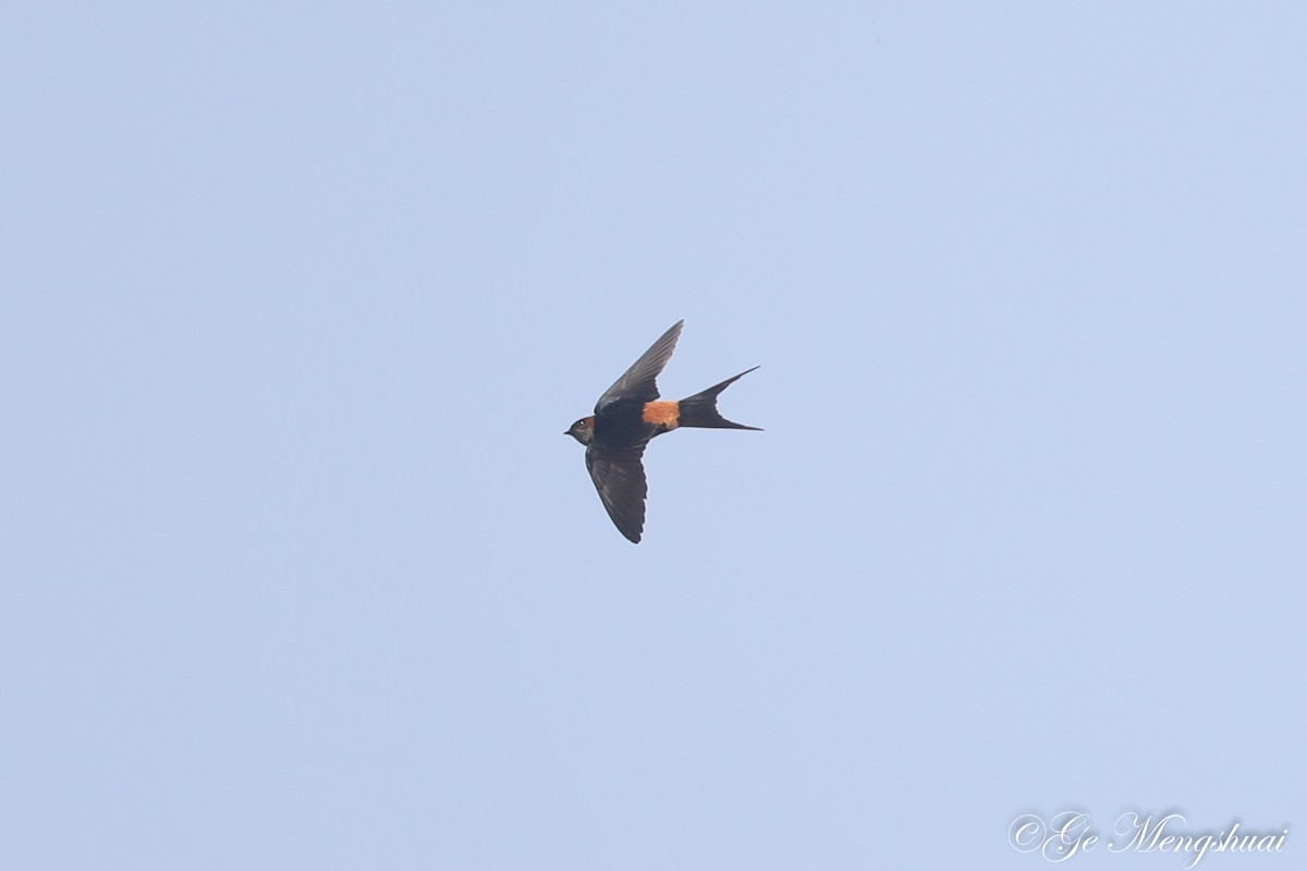 Red-rumped Swallow (Red-rumped) - ML498929221
